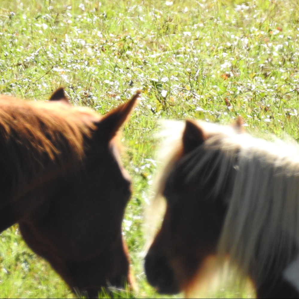 Meet your Posher, Laura